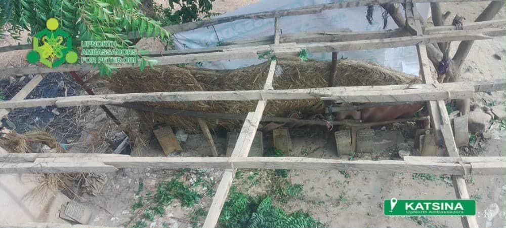 The original roof structure: rotted timbers and collapsing thatch.